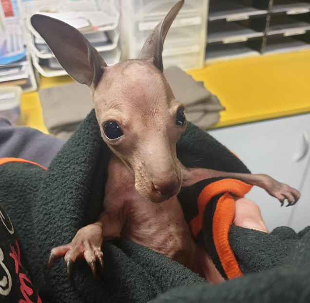Baby Kangaroo Joey Rescue 